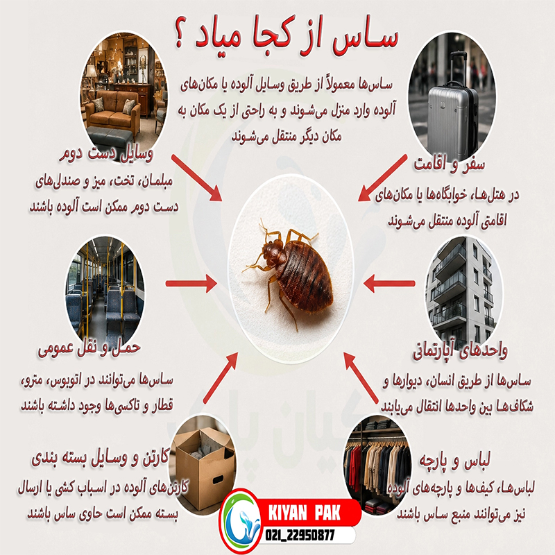ساس چطور به وجود می آید و ساس از کجا میاد؟