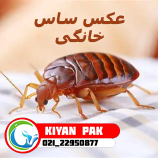 عکس ساس خانگی